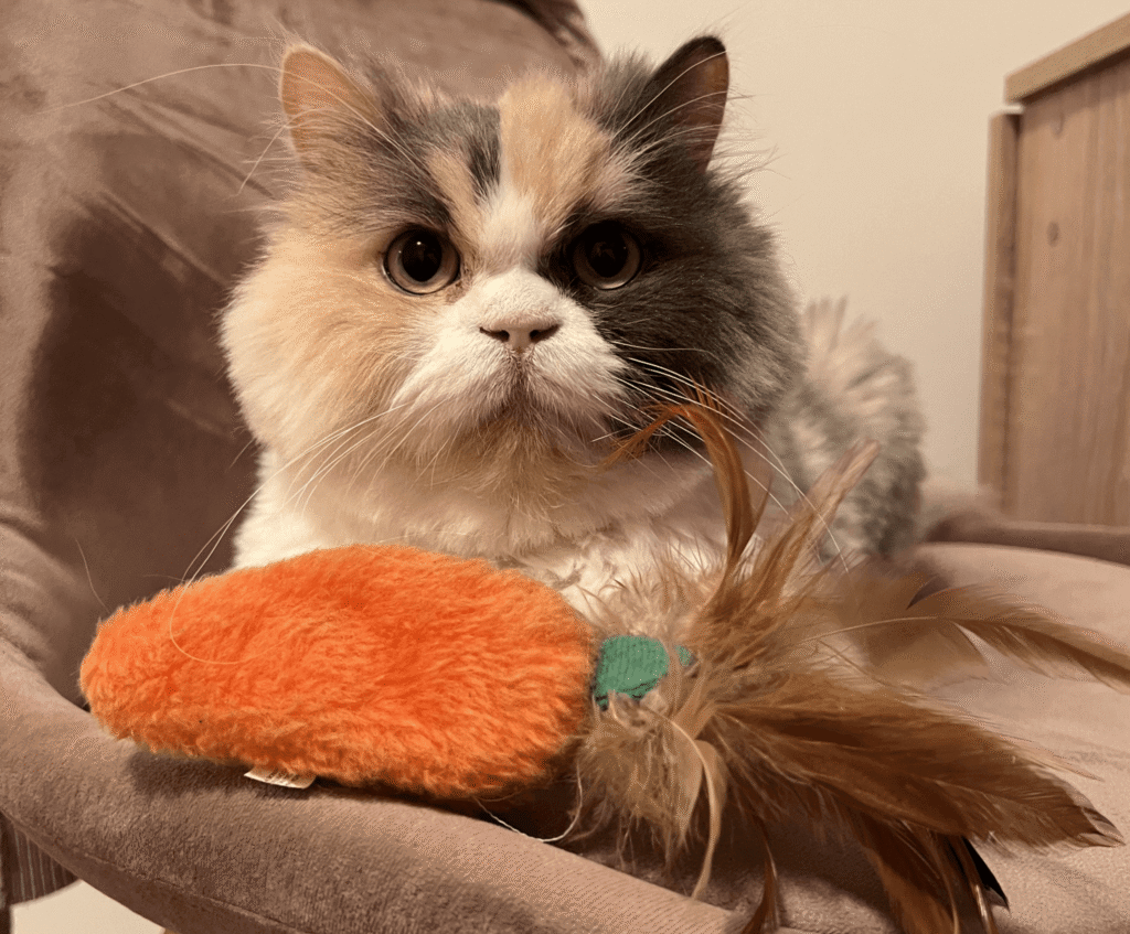 A cats sitting on a chair with an orange toy.