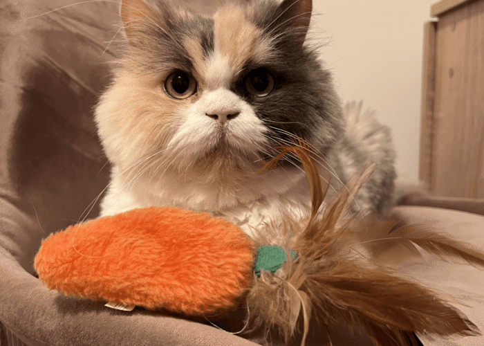 Pawsitive Vibes: The Profound Benefits of Cats for Mental Health