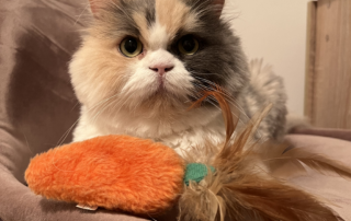 A cats sitting on a chair with an orange toy.